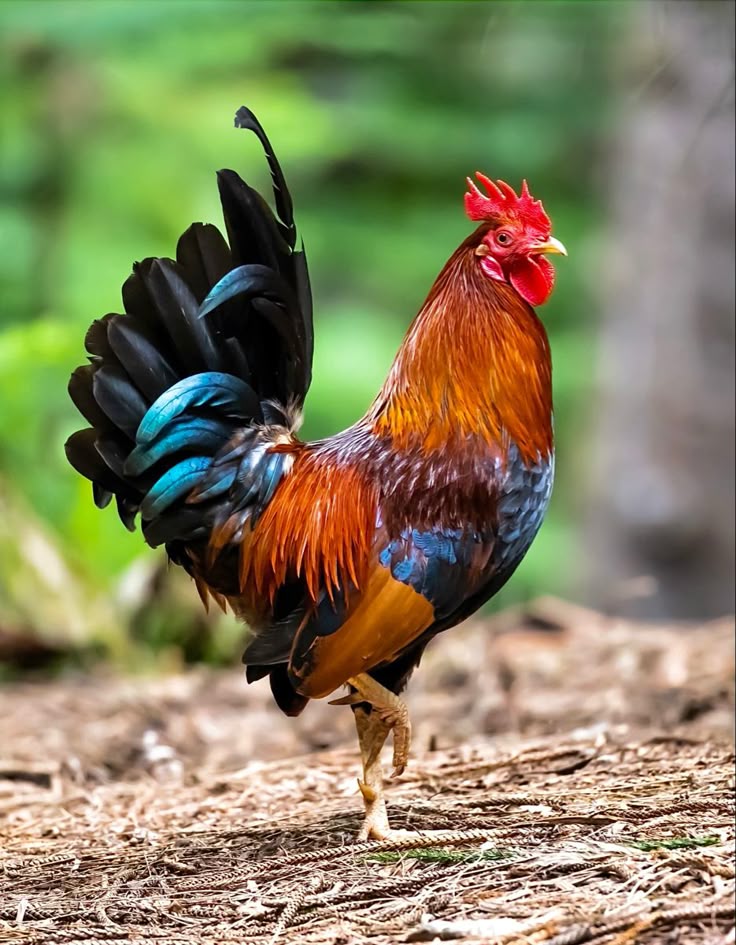 Country Chicken